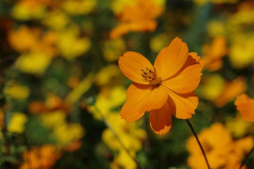 オレンジ　フラワーの写真