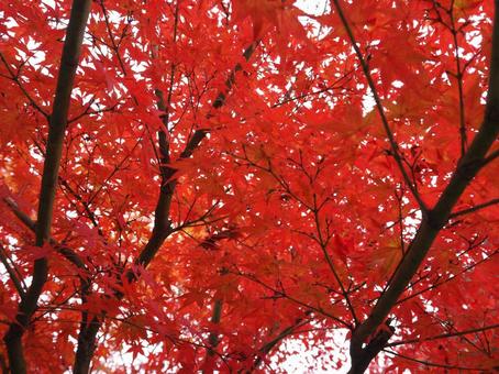 紅葉 紅葉 もみじ,秋,紅葉の写真素材