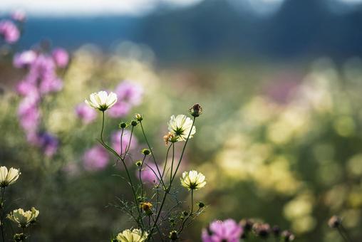 吹上コスモス畑に咲くコスモス 花,コスモス,レモン色の写真素材