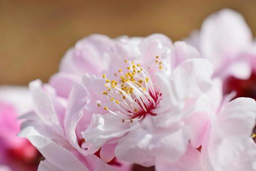 ＜春のイメージ＞梅の花 梅,花,梅の花の写真素材