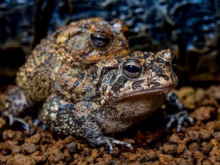 ナンブヒキガエルのアップ ナンブヒキガエル,動物,自然の写真素材