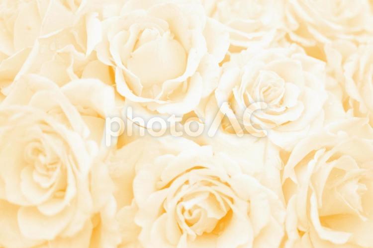 純白の白いたくさんのバラの花束 母の日 薔薇,バラ,白い花の写真素材