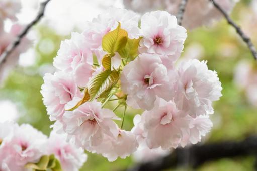 桜 桜の写真