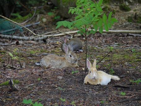 地面でリラックスするウサギ うさぎ,日本,動物の写真素材
