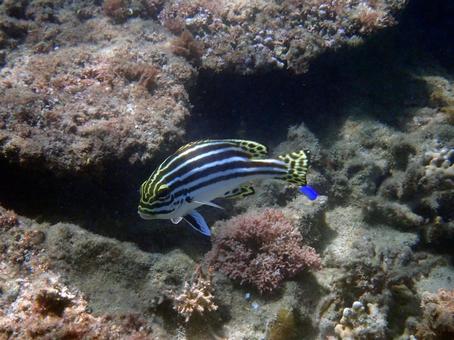 ヒレグロコショウダイ ヒレグロコショウダイ 魚,海,沖縄の写真素材