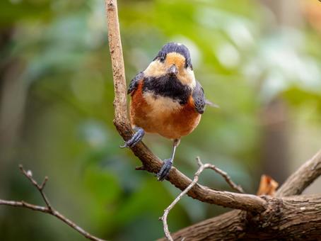 枝にとまるヤマガラ ヤマガラ,野鳥,鳥の写真素材