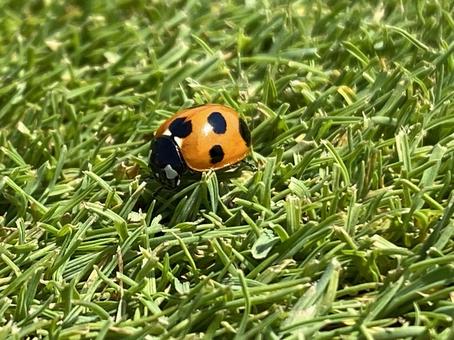 テントウムシ てんとう虫,天道虫,芝生の写真素材