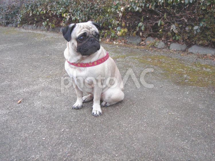 お友だちを待つパグの表情 パグ,犬,ペットの写真素材