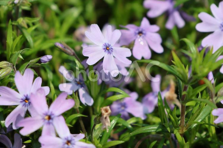 紫色の芝桜の花　7 芝桜,芝桜の花,紫色の花の写真素材