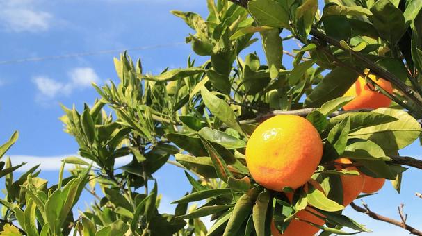 沼津市西浦のみかん園 みかん園,秋,初冬の写真素材