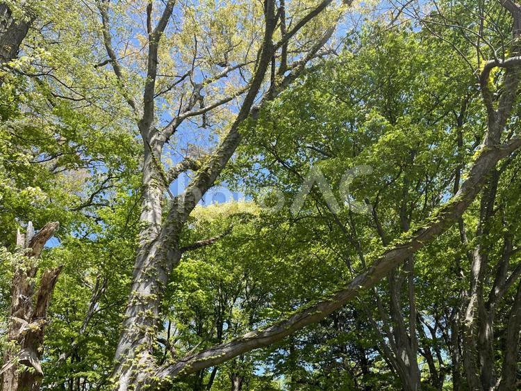 新緑のツタと大木 新緑,ツタ,木の写真素材