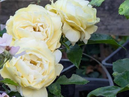 薔薇 薔薇の写真