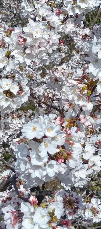 満開の桜　縦長 桜,春,ピンクの写真素材