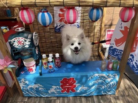 白い犬 白い犬 犬,ペット,白い犬の写真素材