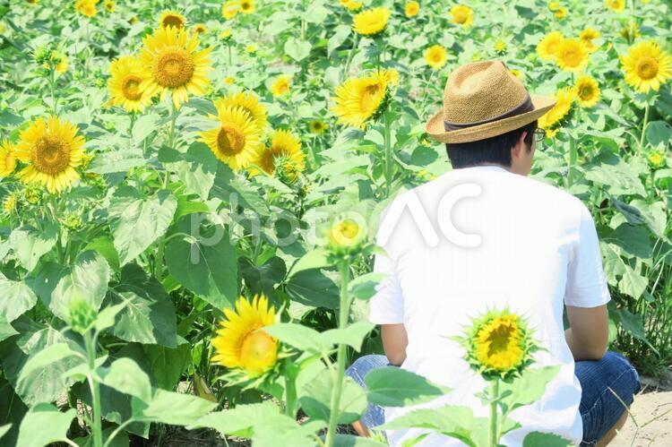 ひまわりを見る男性 ひまわり,ヒマワリ,フィールドの写真素材