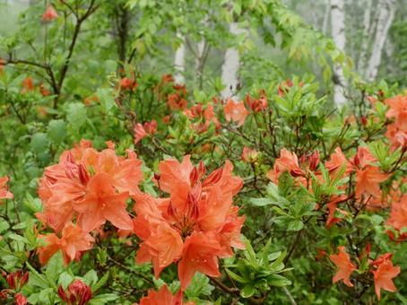Misty birch and rhododendron, JPG Misty birch and rhododendron, JPG