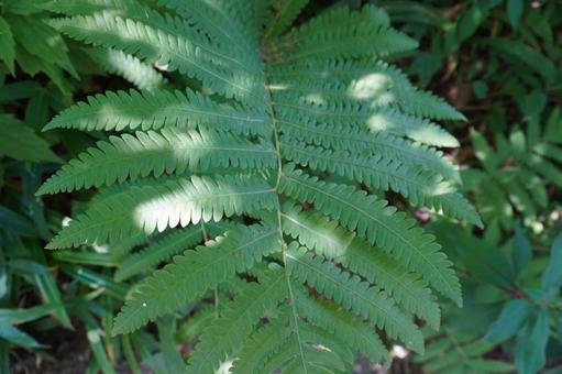 Photo, fern, fern plants, green, 