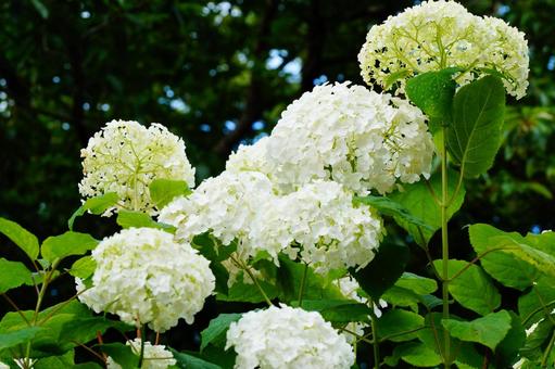 あじさい あじさい 紫陽花,植物,6月の写真素材