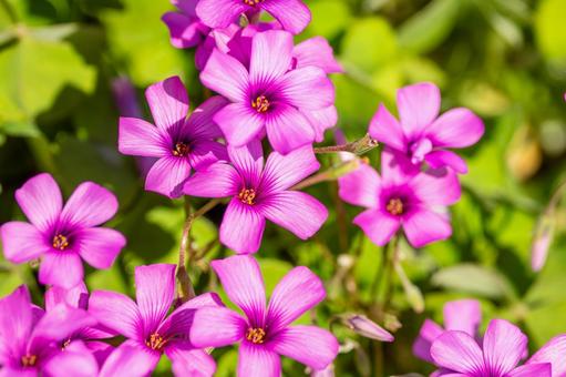 イモカタバミ⑼ 花,植物,イモカタバミの写真素材