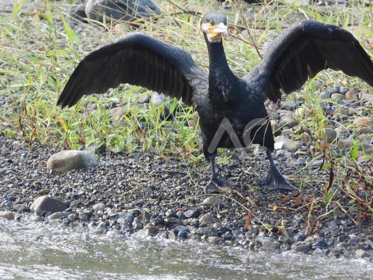 飛び立とうとしている川鵜 鳥,野鳥,川鵜の写真素材