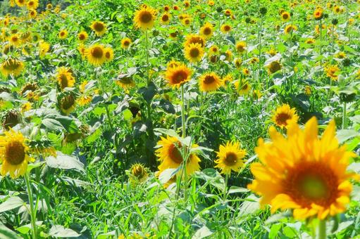 Sunflower field in full bloom, JPG