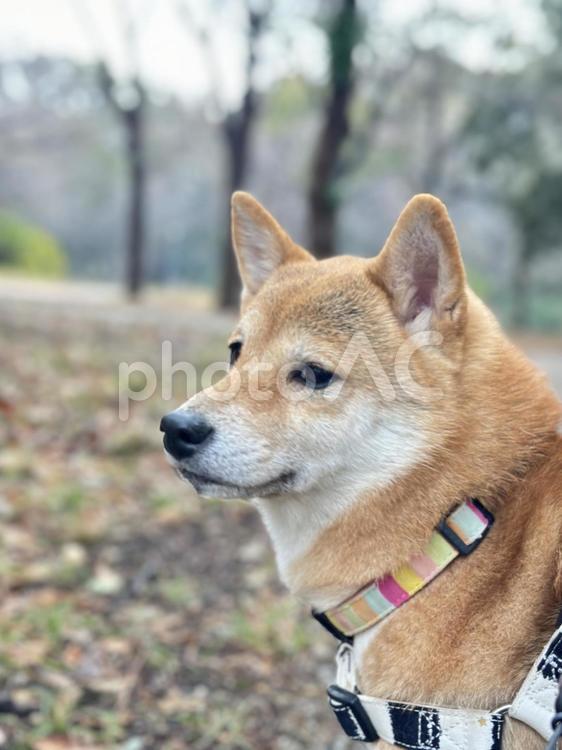お散歩中の柴犬の横顔 柴犬,しばいぬ,しばけんの写真素材