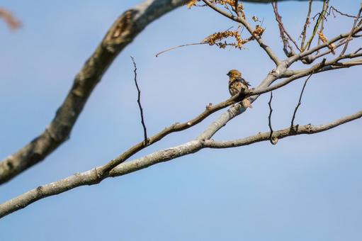 スズメ(65) スズメ(65) 鳥,スズメ,野鳥の写真素材
