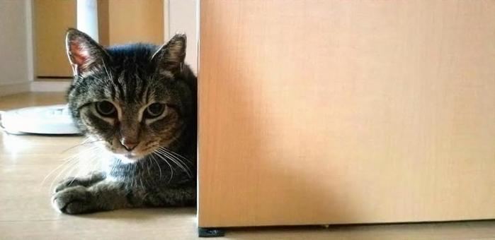 キジトラ_猫_覗く キジトラ_猫_覗くの写真