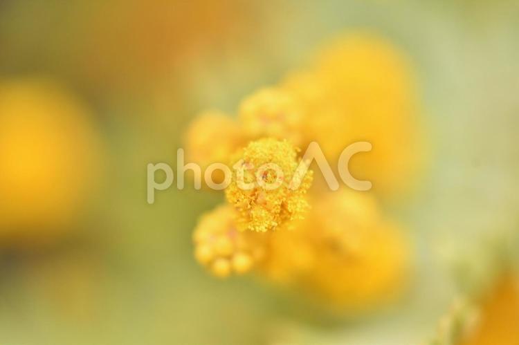 小さなミモザの花のクローズアップ 植物,ミモザ,アカシアの写真素材