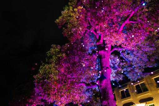 【兵庫】姫路城前のイルミネーション 姫路城,姫路,城の写真素材