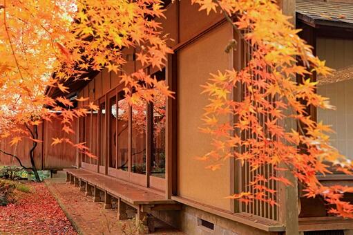 筑西市のもみじの紅葉が美しい最勝寺 最勝寺,秋,もみじの写真素材