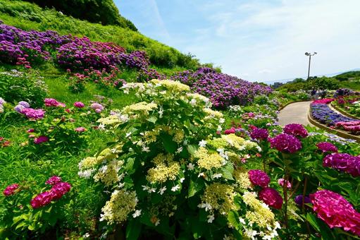 Photo, নীলাবা গোলপি পুষ্পপ্রসু গুল্মবিশেষ, নীলাবা গোলপি পুষ্পপ্রসু গুল্মবিশেষ গ্রামে, নীলাবা গোলপি পুষ্পপ্রসু গুল্মবিশেষ ফেস্টিভাল, 