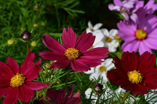 秋の花壇 花,植物,花壇の写真素材