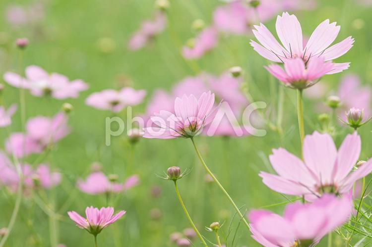 蓮田市のコスモス畑 コスモス,秋,10月の写真素材