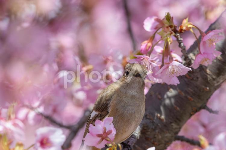 河津桜の花の中にたたずむジョウビタキの雌 ジョウビタキ,鳥,桜の写真素材