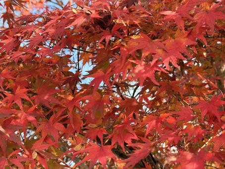 赤く染まったもみじ① モミジ,自然,秋の写真素材