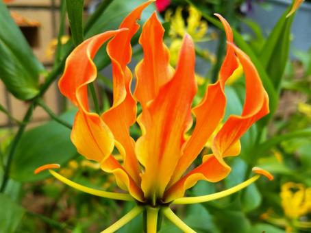 Photo, flower, gloriosa, orange, 