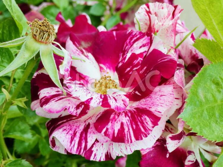 縞模様の花びらの薔薇 薔薇,花びら,縞模様の写真素材