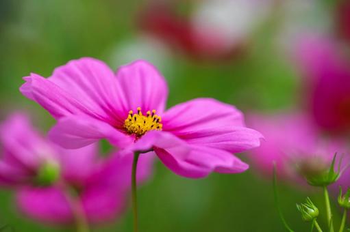 コスモス畑 ピンクの満開の花 コスモス畑 ピンクの満開の花の写真
