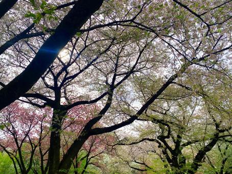木々 木々の写真