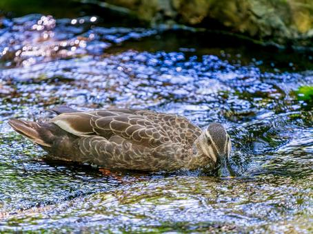 水辺のカルガモ 水辺のカルガモ カモ,カルガモ,鴨の写真素材