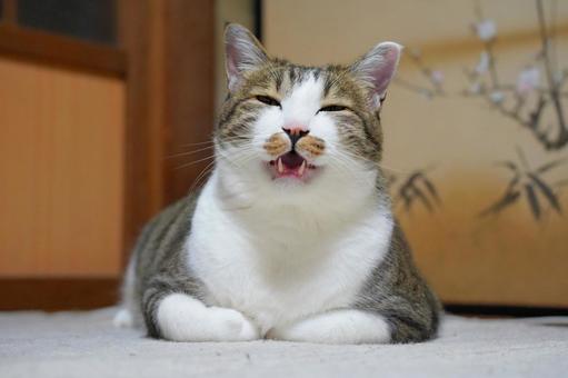 おやつの催促をするななちゃん ねこ,動物,飼い猫の写真素材