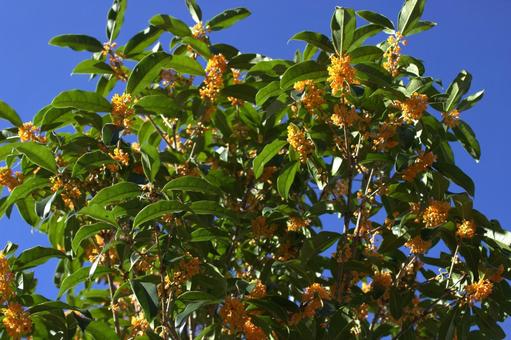 青空と金木犀の写真