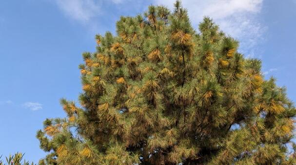 松の木 松,マツ,松の木の写真素材