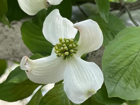神田川4月：ハナミズキの花 2025 ハナミズキ,花水木,花の写真素材