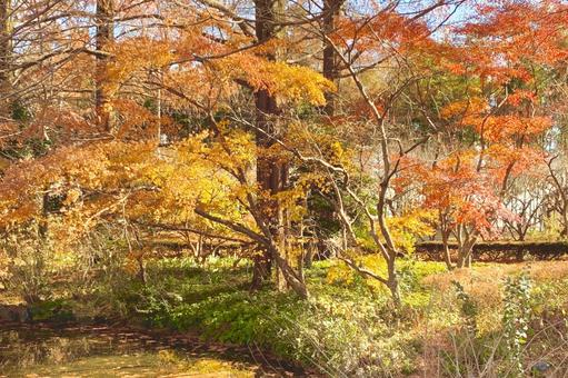 秋のもみじ6 秋のもみじ6 紅葉,もみじ,秋の写真素材