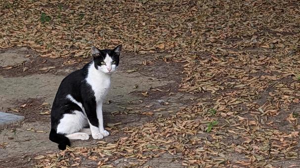 ねこ ねこの写真