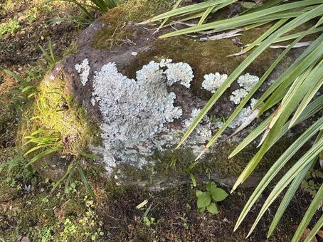 庭石 庭石,庭,背景の写真素材
