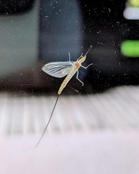 カゲロウ カゲロウ カゲロウ,生き物,虫の写真素材