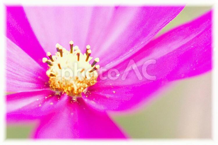コスモスの花畑 コスモス,コスモス畑,マクロの写真素材